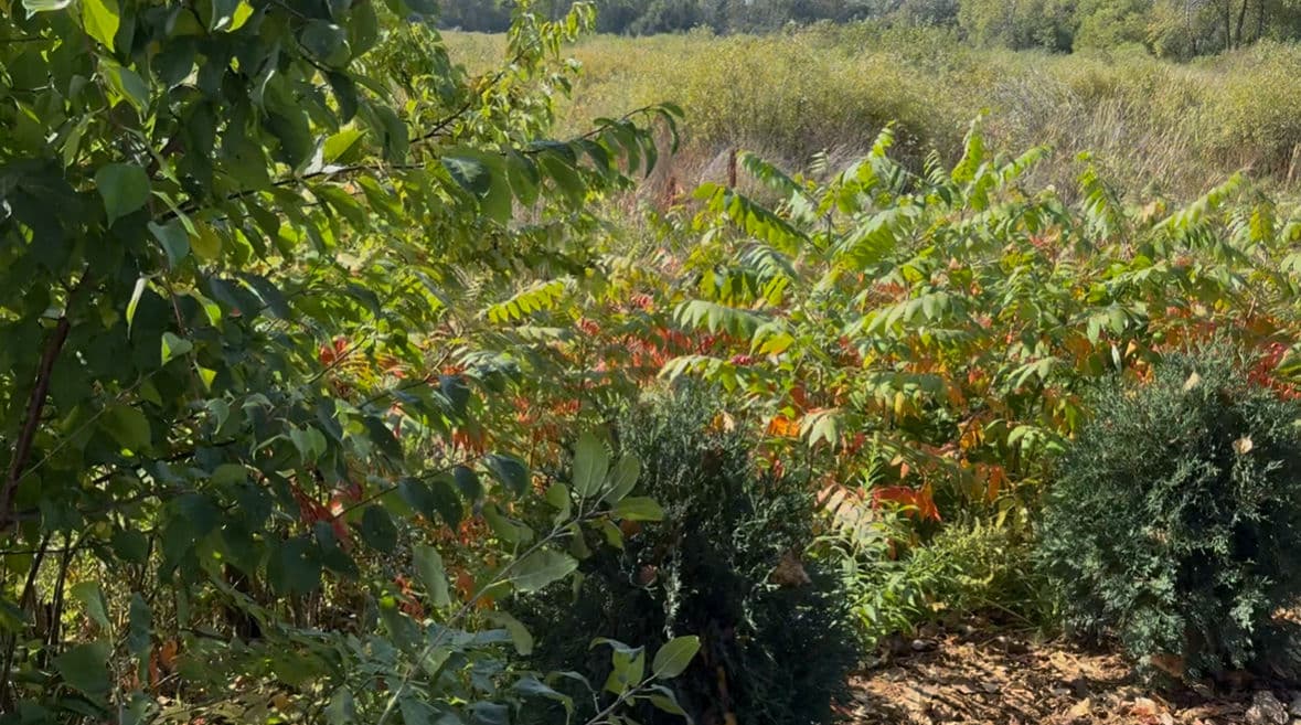 Elevate Your Outdoor Space with Our Lush Lawn Transformations image