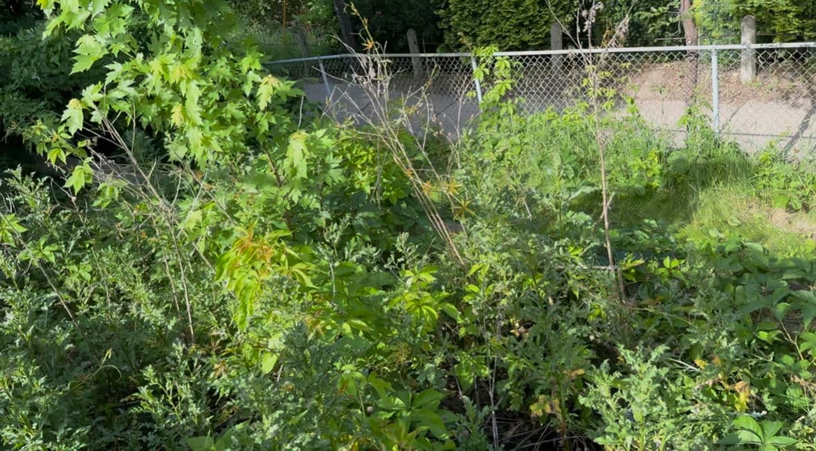 Lush green vegetation with a chain-link fence and pathway in the background.