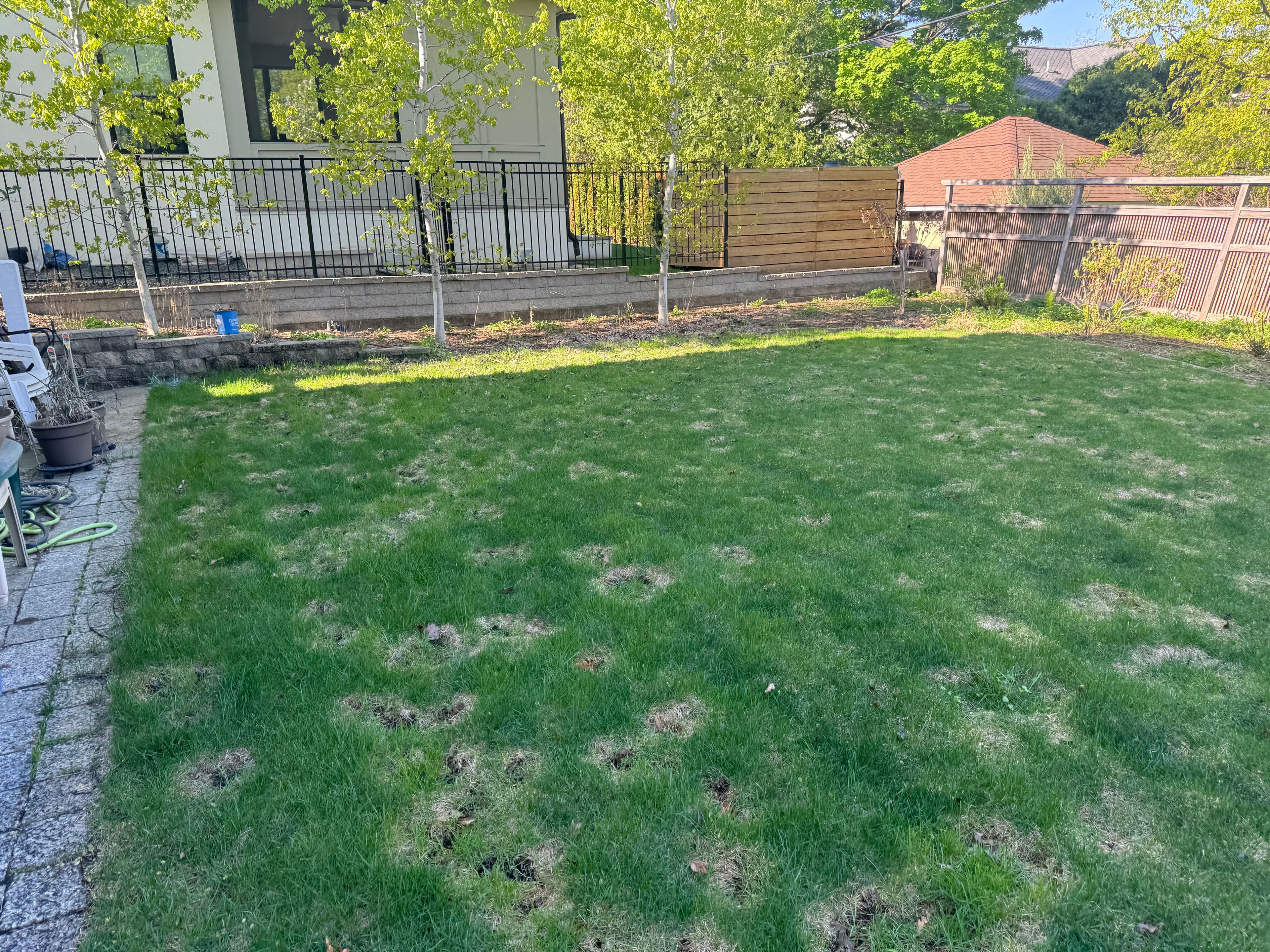 Lawn with uneven patches and surrounding greenery near a house with a wooden fence.
