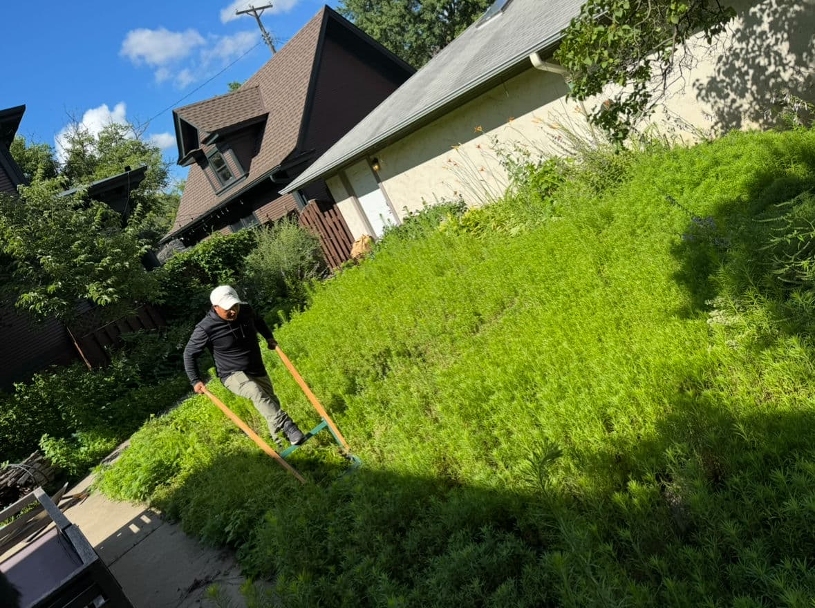 Gallery photos for From Patchy Lawns to Lush Green Spaces: Image #2