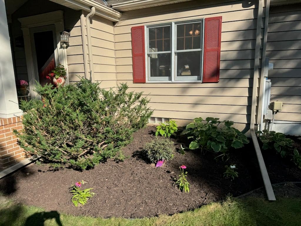 Project A New Beginning for Overgrown Yards image