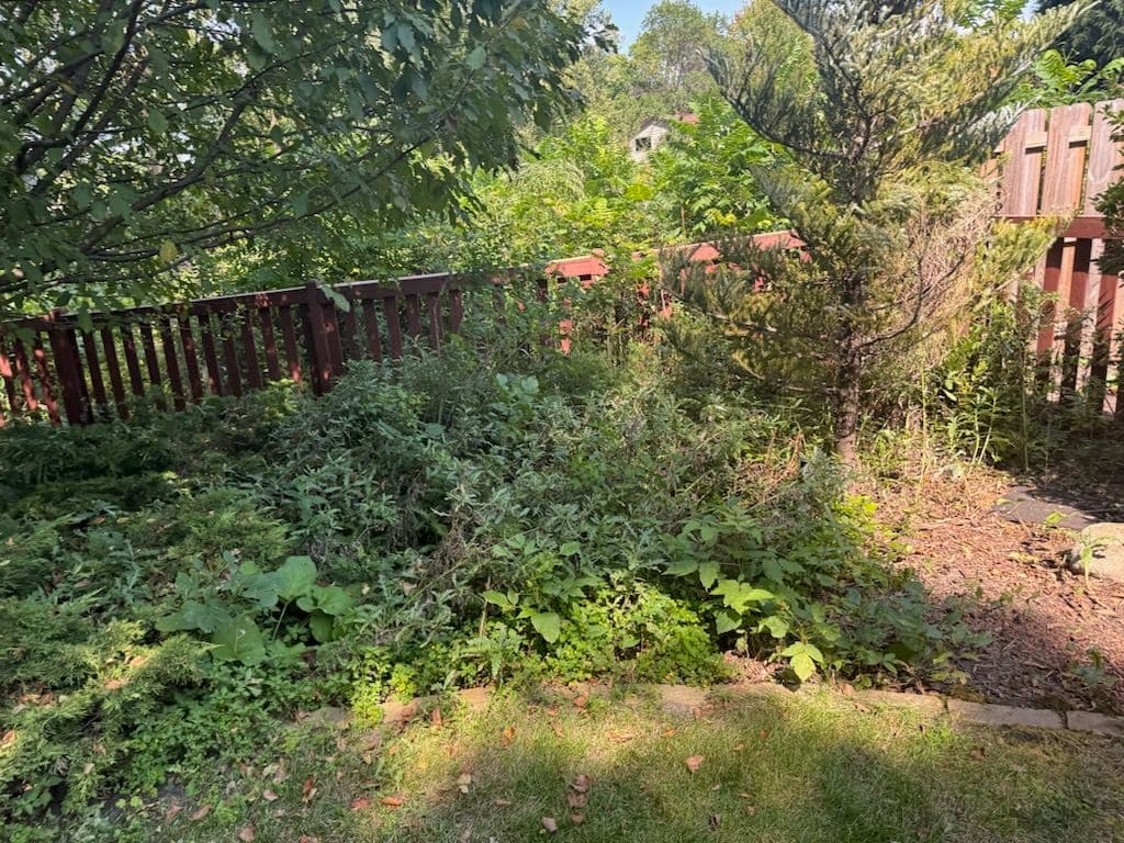 Gallery photos for A New Beginning for Overgrown Yards: Image #1